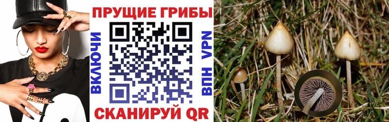 Купить  Новое Девяткино  Псилоцибиновые грибы прущие грибы 